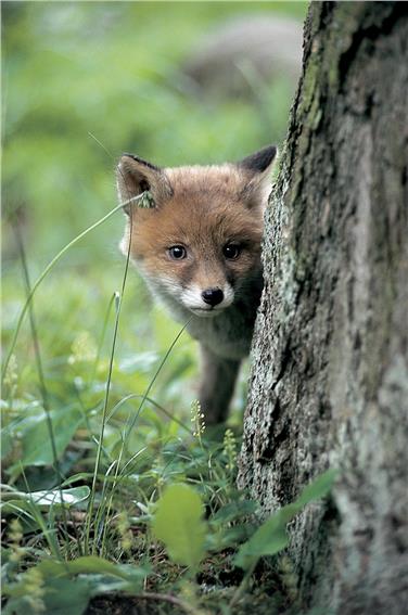 Mostra temporanea dedicata alla volpe rossa fino al 31 ottobre presso il centro visite Monte Corno a Trodena (Foto: USP/Parchi naturali)
