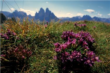 Parte dei finanziamenti ai Parchi naturali sono destinati alla conservazione del paesaggio e della biodiversità, qui nelle Dolomiti di Sesto (Foto: USP/Ufficio parchi naturali)