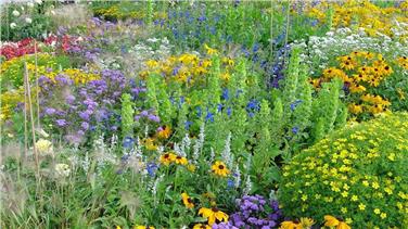 Un progetto per la tutela e la riproduzione di erbe e fiori selvatici per sviluppare specie adatte al territorio. Foto: USP/pixabay