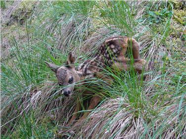 Appello a non disturbare i cuccioli di capriolo dalla Ripartizione foreste (Foto USP)
